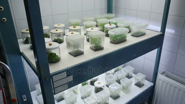 Forskning forskare medicinska växter flaskor tillväxt kammare — Stockvideo