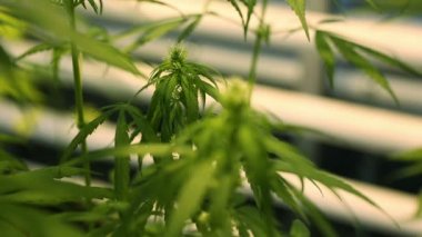 Araştırma bilim tıbbi esrar, marihuana odak ayrıntılı yeniden