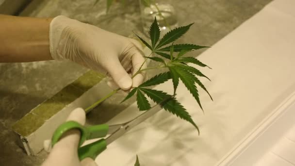 BRNO, REPÚBLICA CHECA, 15 DE OCTUBRE DE 2016: Científico investigador de cáñamo cannabis medicinal con fines medicinales, marihuana, Europa — Vídeos de Stock