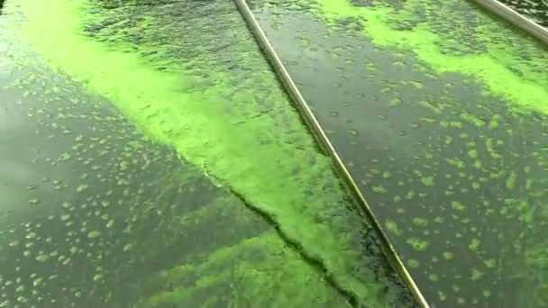 Investigación científica, el agua es verde, algas, producción de Clorella — Vídeo de stock