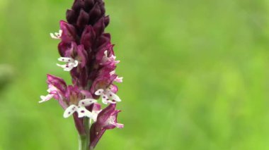 Vahşi güzel orkide Orchis ustulata, ayrıntı, nesli tükenmekte olan türler