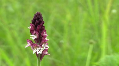 Vahşi güzel orkide Orchis ustulata, ayrıntı, nesli tükenmekte olan türler