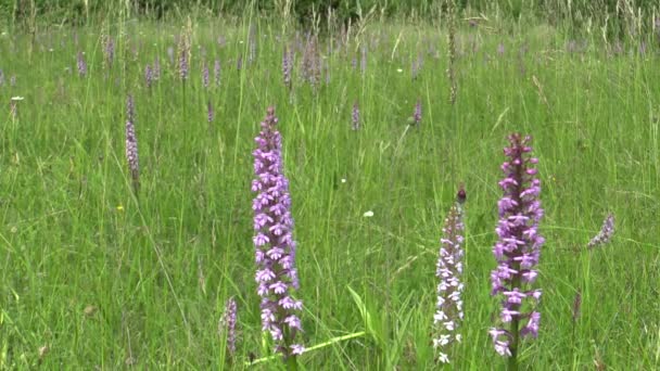 Den väldoftande orkidé, wild orchid, Gymnadenia conopsea, äng, utrotningshotade arter — Stockvideo