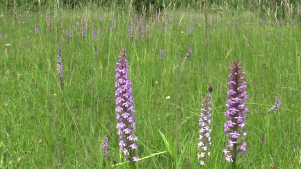 L'orchidea profumata, orchidea selvatica, Gymnadenia conopsea, prato, specie in via di estinzione — Video Stock