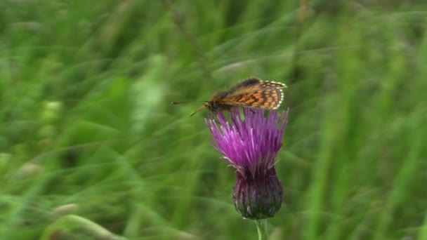 Fritilário de Nickerl selvagem (Melitaea aurelia), néctar de sucção de borboleta de uma flor — Vídeo de Stock