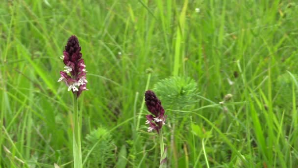 Wild schöne Orchidee Orchis ustulata, Detail, bedrohte Arten — Stockvideo