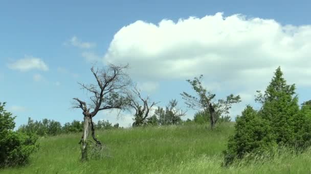 Pradera de enebro con orquídeas y árboles frutales viejos, cielo azul y nubes — Vídeos de Stock