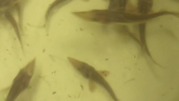 Mersin balığı, kurtarma Acipenser ıslah — Stok video