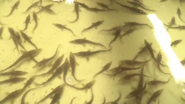 鲟鱼，鲟繁殖在抢救 — 图库视频影像
