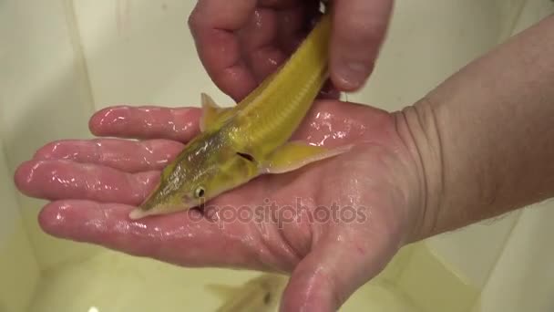 Esturión dorado cría de peces en el rescate, fauna de conservación — Vídeos de Stock