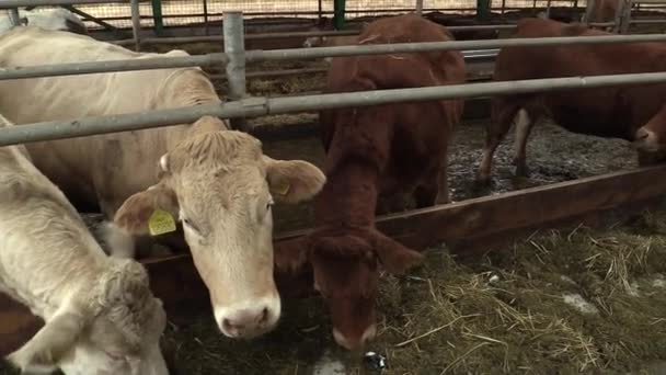 Különböző fajtájú tehenek egyedülálló példája — Stock videók