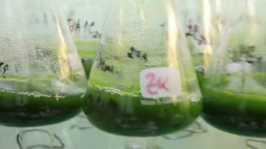 Depolama oksijenasyonu yosun laboratuvar 