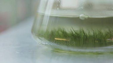 Vitro tüp yosun büyüme