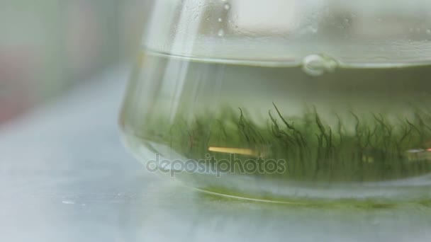 Crescita delle alghe in provetta in vitro — Video Stock