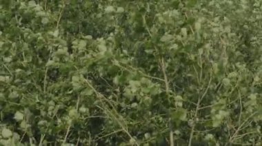 Japon hızlı büyüyen kavak Populus nigra x Populus maximowiczii