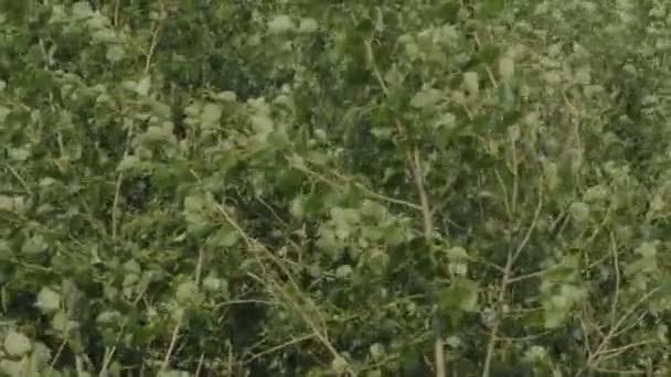 Peuplier japonais à croissance rapide Populus nigra x Populus maximowiczii 