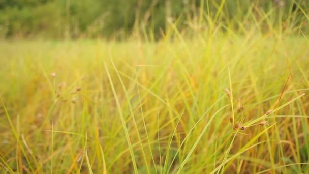 Lowland fens meadow, Bolboschoenus maritimus, habitat ameaçado — Vídeo de Stock