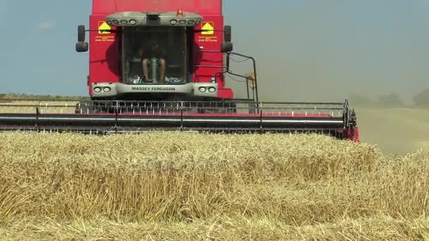 近代的な専門的な収穫を組み合わせると、穀物の収穫 — ストック動画