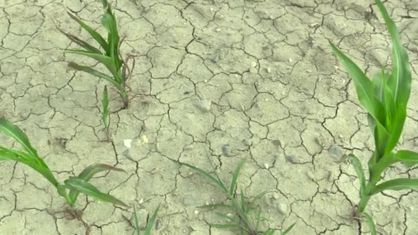 Zeer droogte droge veld met maïs maïs Zea mays, opdrogen van de bodem, klimaatverandering — Stockvideo