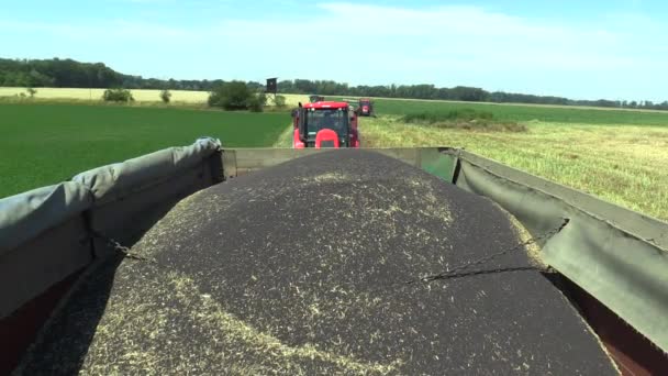 Świeżo zebrane dojrzałe nasiona oleiste oleju rzepakowego Brassica napus — Wideo stockowe