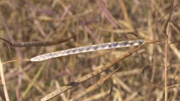 Huiles de colza mûres fraîchement ouvertes Brassica — Video