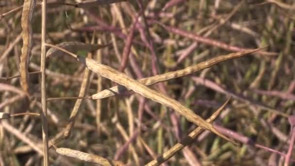 Pod semi oleosi maturi di olio di colza Brassica napus — Video Stock