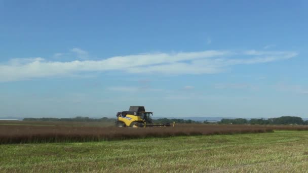 Colheita de sementes de alcaravia Carum carvi, colheitadeira combinar — Vídeo de Stock