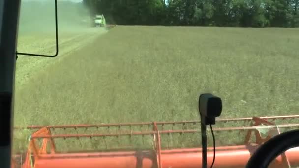 Kolza tohumu tecavüz hasat, hasat birleştirmek yağkökü — Stok video