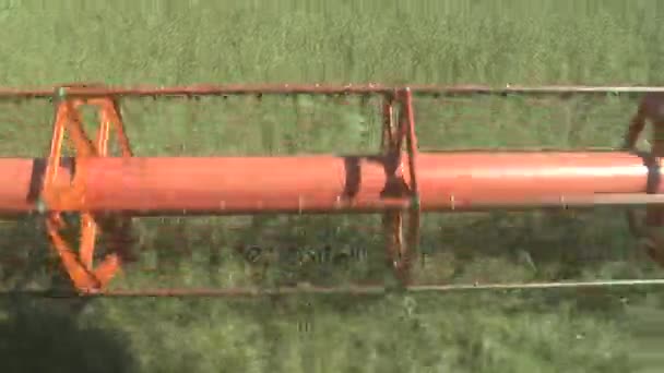 Harvesting of rapeseed rape, harvester combine oilseeds — Stock Video