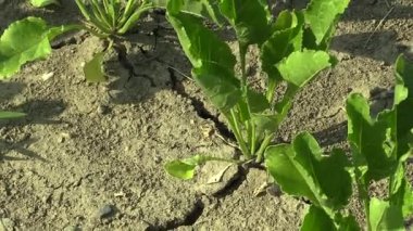 Pancar şekeri Beta vulgaris ile çok kuraklık kuru alan kara