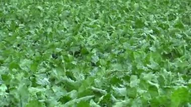 Pancar şekeri Beta vulgaris altissima ile alan kara yaprakları Rüzgar