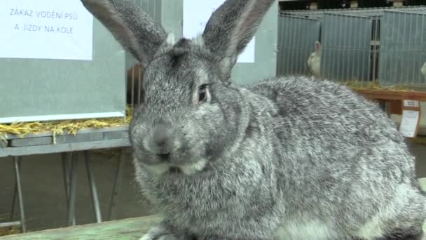 Порода гигантского кролика шиншиллы, выставка — стоковое видео