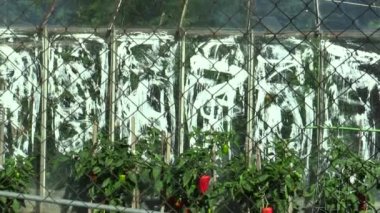 Esrar ekimi esrar, yasadışı için