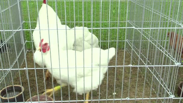 Leghorn kuřecí plemeno slepic, zdůraznil zvířat v kleci — Stock video