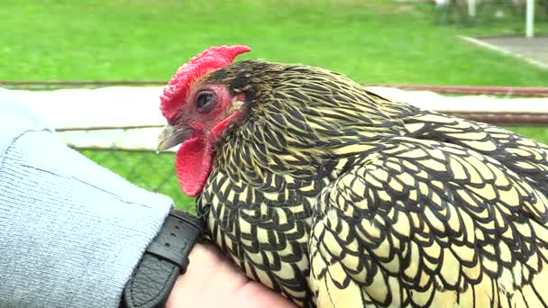 Sebright pollo polla ornamental raza de gallinas en la exposición en la República Checa — Vídeos de Stock