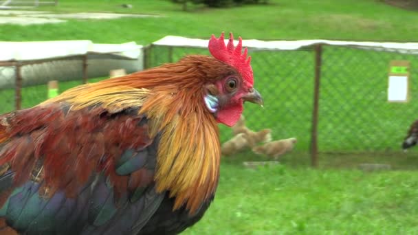 Gallo de pollo Phoenix naranja cuello ornamental raza de gallinas en la exposición en la República Checa — Vídeos de Stock