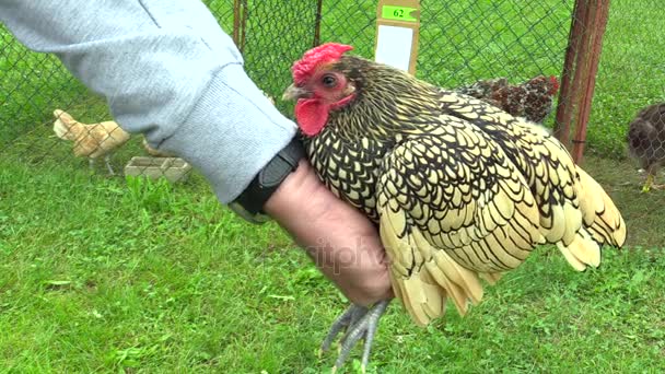 Galo de galinha sebright raça ornamental de galinhas na exposição na República Checa — Vídeo de Stock