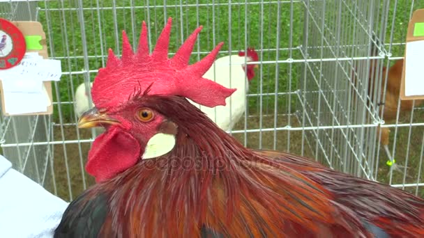 チェコ共和国での展示会で鶏のオロモウツ、チェコ共和国、2017 年 7 月 30 日: レグホン ブラウン コック鶏品種 — ストック動画