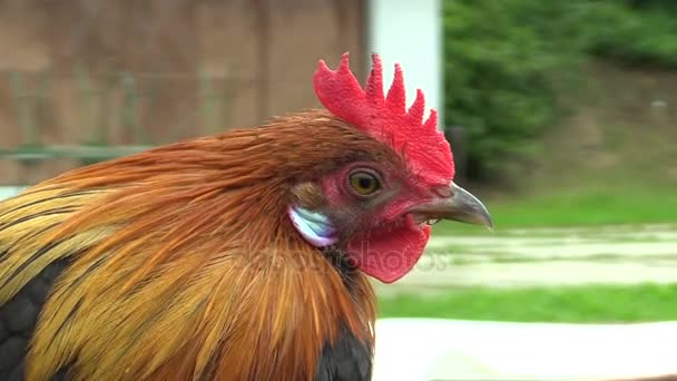 Gallo de pollo Phoenix naranja cuello ornamental raza de gallinas en la exposición en la República Checa — Vídeos de Stock