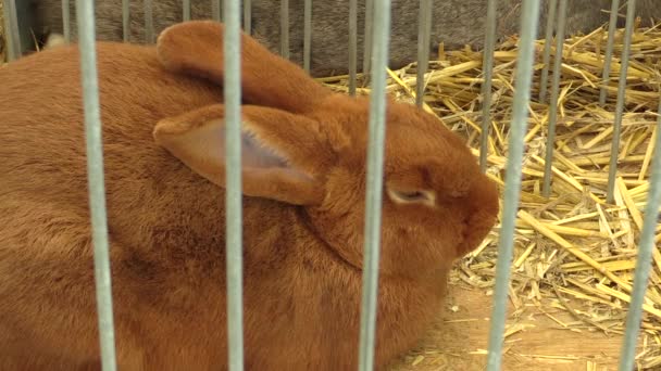 Breed of Burgundy rabbit in a cage at the exhibition in the Czech Republic — Stock Video