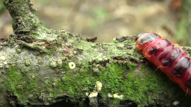 Козячий метелик Козацька гусениця, великий червоний черв'як, їсть вибух — стокове відео