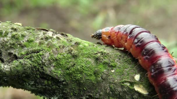 Geit nachtvlinder Cossus cossus rups, grote rode worm, eten van de bast — Stockvideo