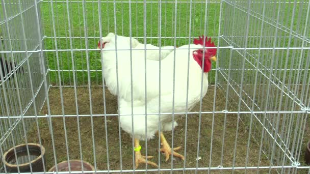 Raça de galinhas de Leghorn na exposição na República Checa — Vídeo de Stock