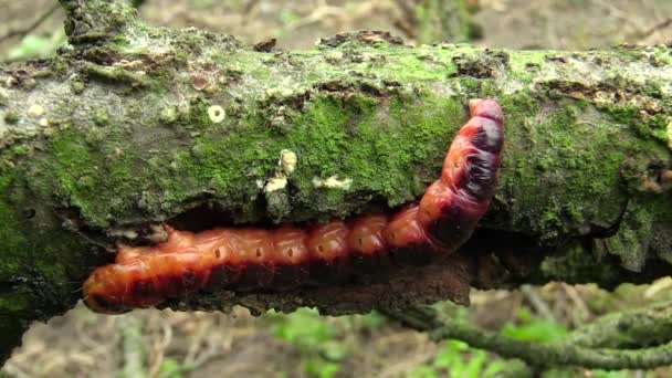 Koza ćma Cossus cossus caterpillar, duży czerwony robak, jedzenie bast — Wideo stockowe