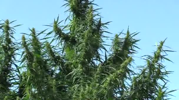 Конопля для выращивания марихуаны, незаконно — стоковое видео