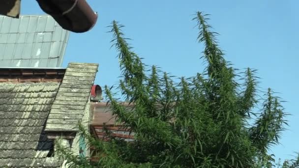 Cannabis per la coltivazione di marijuana, illegale — Video Stock