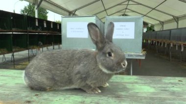 Tavşan chinchilla, sergi nesil