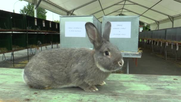 Порода кролика шиншиллы, выставка — стоковое видео
