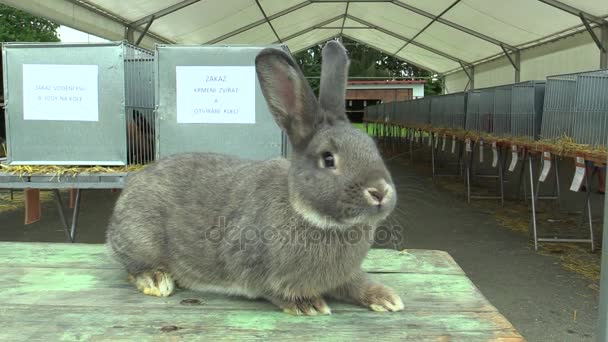 Het ras van het konijn chinchilla, de tentoonstelling — Stockvideo