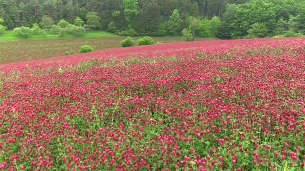 Campo con trébol Trifolium pratense, alimentación de ganado — Vídeo de stock